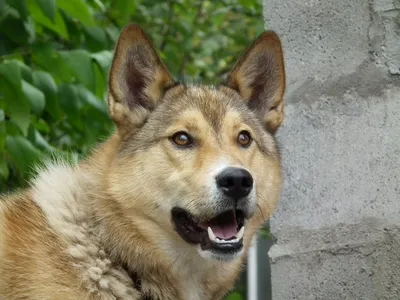 Сибирская лайка (Хаски), параметры собаки, где купить собаку, где найти  собаку, купить щенка с родословной