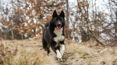О породах собак. Скандинавские охотничьи лайки. | Пикабу