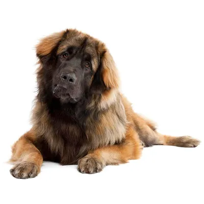 Леонбергер Щенок Собака - Бесплатное фото на Pixabay - Pixabay