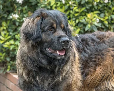 Леонбергер (Leonberger) - это большая, сильная и активная порода собак.  Фото, описание и отзывы.