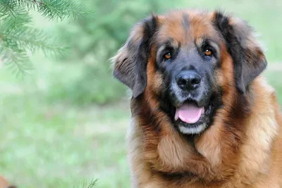 Портрет собаки Leonberger стоковое изображение. изображение насчитывающей  ангстрома - 27573441