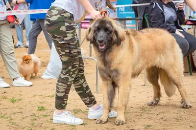 Леонбергер: интересные факты о большой собаке, похожей на льва -  Рамблер/новости