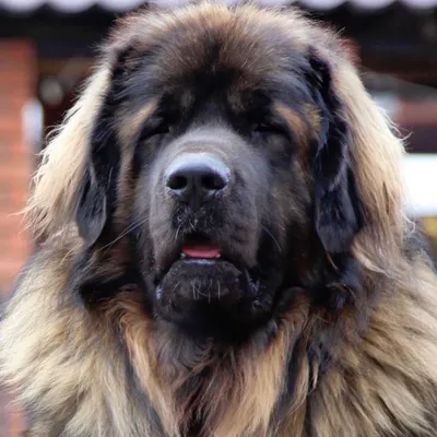 Леонбергер - описание породы собак: характер, особенности поведения,  размер, отзывы и фото - Питомцы Mail.ru