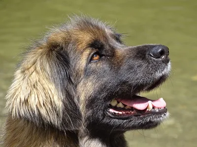 Собака-леонбергер-викинг плывёт на…» — создано в Шедевруме