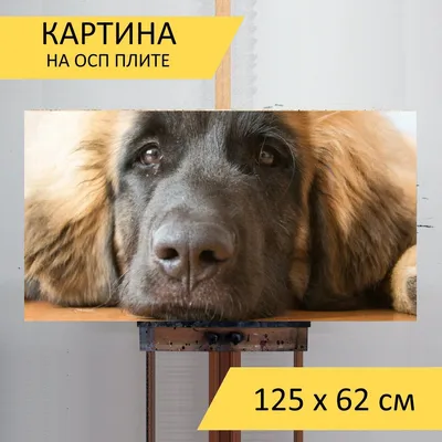 Порода собак Леонбергер — описание, фото, характеристика