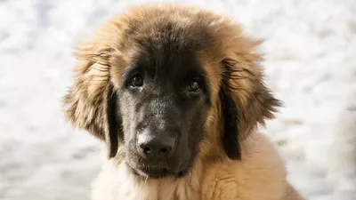 Леонбергер собака: фото, характер, описание породы