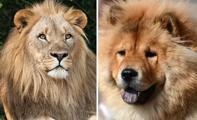 Собака или лев. Кто победит?