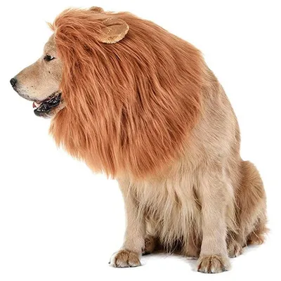Лев 🦁 собака 🐶» — создано в Шедевруме