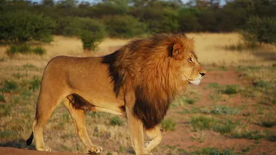 Порода для охоты на льва. Родезийский риджбек. | Дневник Шарика | Дзен