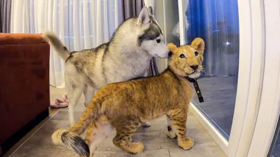 Лев и собачка легкий рисунок - 68 фото