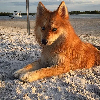 Помски Миа - собака-лиса, покорившая Интернет своей уникальной внешностью
