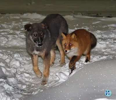 Вокзал для двоих: раскрыт секрет дружбы лисы и собаки