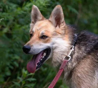 10 пород собак, похожих на лису - названия, фото и описание — Природа Мира