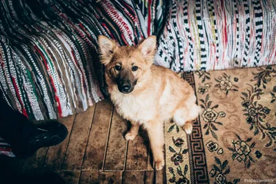 Пропала собака Лиса, Транспортная ул., 46, Уфа | Pet911.ru