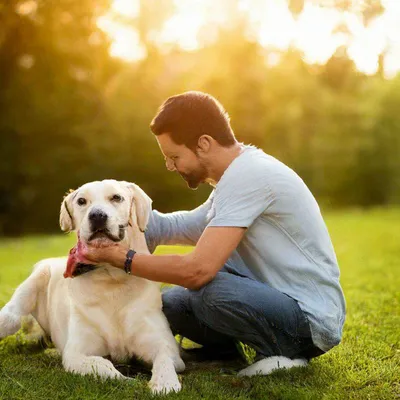 Почему собака - лучший друг человека? | Фотографично! | Дзен