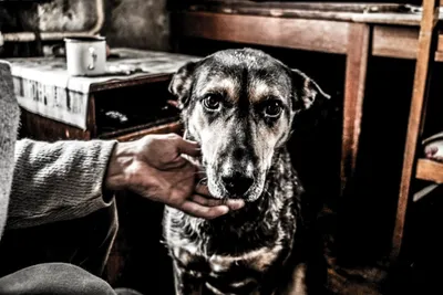 Собака лучший друг человека | Пикабу