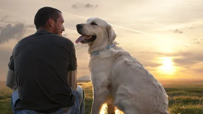 Собака лучший друг человека. | Рустам Чернов | Дзен