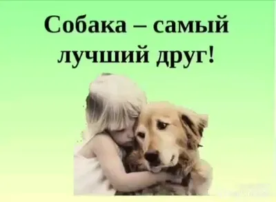Собака - лучший друг человека 🙃а есть ли у вас любимый питомец? Это мой  Джордж , сенбернар и ему 1,5 года 🙄 • • • #dog #mylove #friends… |  Instagram