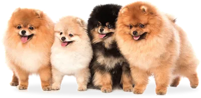 Купить Mookipet Одежда для домашних животных Собака Киска Мальтийские  медведи Собака Маленькая одежда для собак | Joom