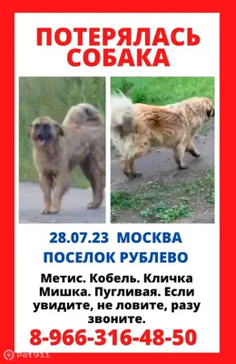 Пропала собака Мишка на Обводном шоссе | Pet911.ru