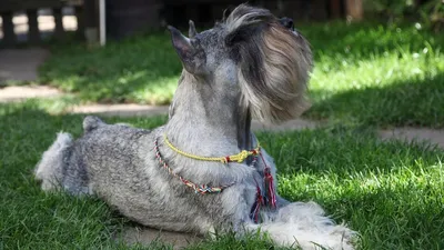 Миттельшнауцер (Mittelschnauzer) - порода умная, игривая и преданная.  Описание, отзывы и фото собаки.