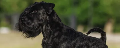 Миттельшнауцер собака: фото, характер, описание породы
