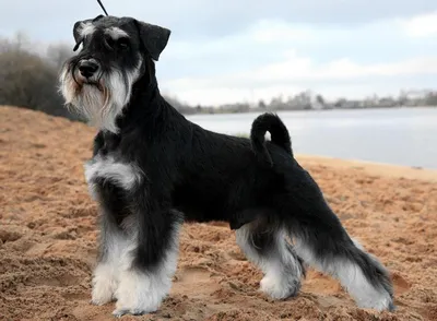 Цвергшнауцер собака: фото, характер, описание породы