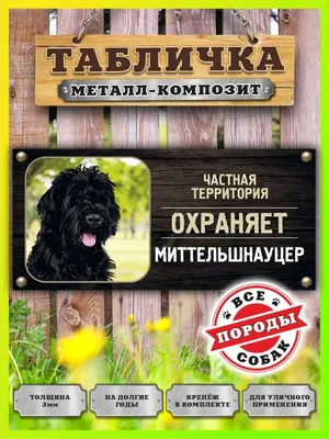 Щенки Миттельшнауцер, Шнауцер — купить в Красноярске. Собаки, щенки на  интернет-аукционе Au.ru