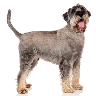 Миттельшнауцер (Mittelschnauzer) - порода умная, игривая и преданная.  Описание, отзывы и фото собаки.