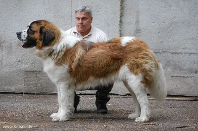 Московская сторожевая собака — описание породы - Рамблер/женский