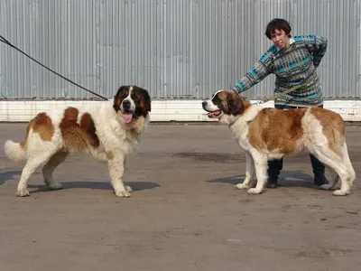 Московская сторожевая собака - фото, цена, описание, видео
