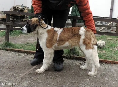 Московская Сторожевая собака» — создано в Шедевруме