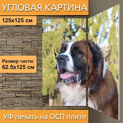 Пропала собака Мальчик, Московская сторожевая, Красносельское шоссе |  Pet911.ru