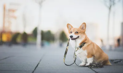 Ученые заметили, что выгул собак на поводке создает риск черепно-мозговой  травмы - Газета.Ru | Новости