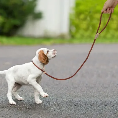 Как отучить собаку тянуть поводок на прогулке | Pedigree