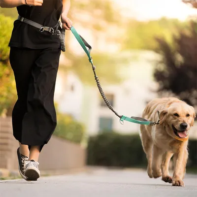 Как отучить собаку тянуть поводок при прогулке. Инструкция от кинолога