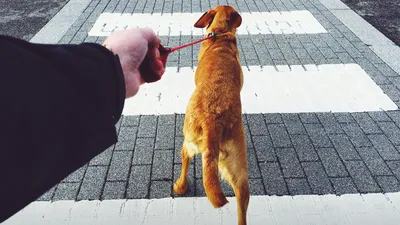 Собака грызет поводок во время прогулки