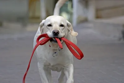 Как отучить собаку тянуть поводок при прогулке. Инструкция от кинолога