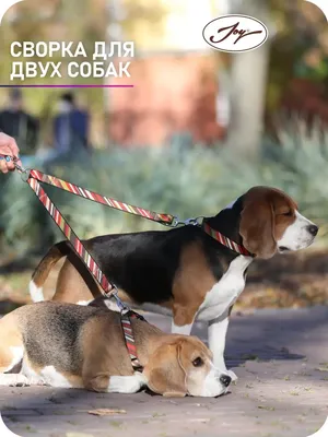 Как отучить собаку тянуть поводок на прогулке?| PEDIGREE®