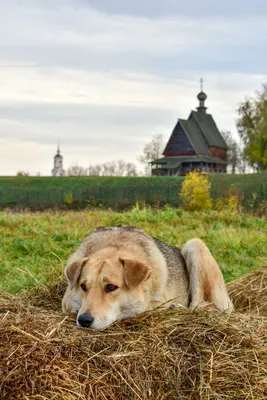 Собака на сене - Спектакль в Минске - Территория мюзикла