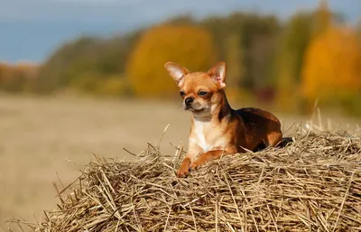 Собака на сене | Лопе де Вега - купить с доставкой по выгодным ценам в  интернет-магазине OZON (148410874)