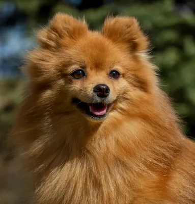 Померанский шпиц собака: фото, характер, описание породы