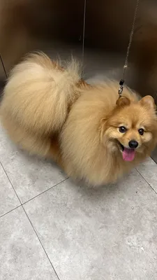 Большой немецкий шпиц (Giant German Spitz) (Породы собак) немецкий шпиц,  виды шпицев, большие шпицы, большой шпиц, немецкий шпиц цена, большой шпиц  фото, большие шпицы фото, большой немецкий шпиц, большой шпи Энциклопедия о