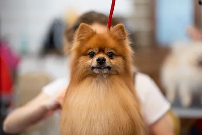 Немецкий шпиц стал самой популярной породой собак в России | ForPost