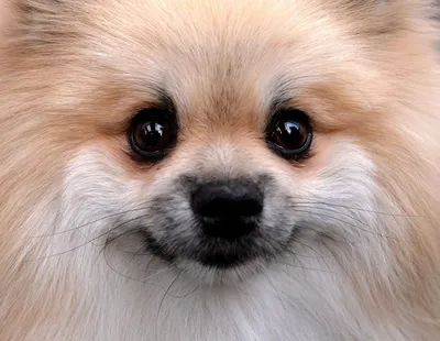 Породы собаки немецкого шпица Стоковое Изображение - изображение  насчитывающей природа, чистоплемено: 117538511
