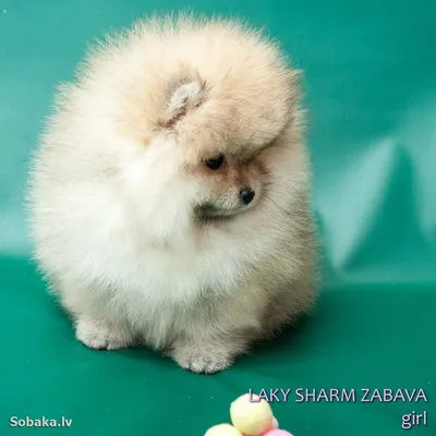 Подрощеный щенок немецкий шпиц купить в Мурманске за 15000 руб- Собаки на  Хибины.ru