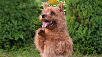 Собака рыжий Норвич терьер 🐶, ветер…» — создано в Шедевруме