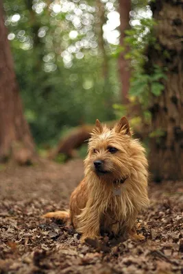 Топиари Собака Норвич терьер из искусственной травы, купить по цене 44 000  руб.