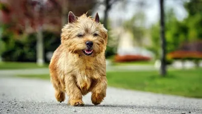 Норвич-терьер – небольшая собачка из группы терьеров. ⠀ 🇬🇧Порода  появилась в Англии в XIX веке. ⠀ 🐁 Её вывели на основе нескольких мелких…  | Instagram
