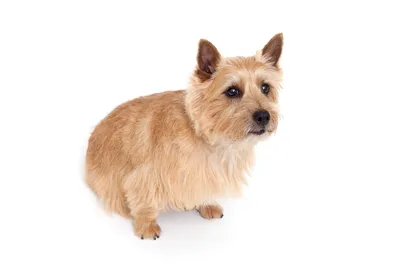 Собака Норвич-терьер - описание породы, фото, характер и цена щенков норвич-терьера  | Pet-Yes